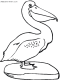 pelican coloring pages