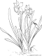 spring daffodil flowers coloring page