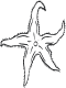 starfish coloring page