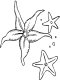 starfish colring [page